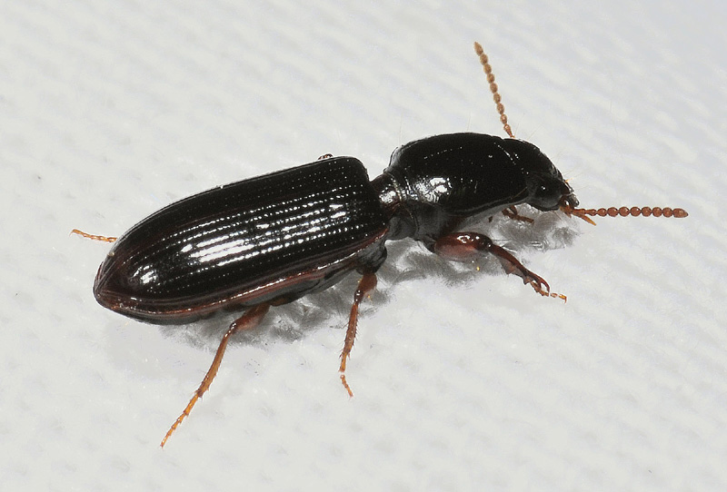 Carabidae: Clivina sp.